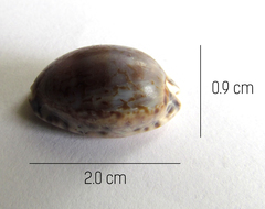 Pseudozonaria arabicula