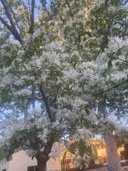Chionanthus retusus