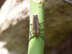 Ptericoptus