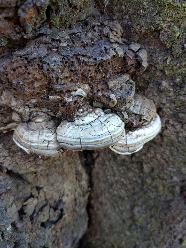 Ganoderma applanatum · March 2022 · photo: © munenori_yamakawa (iNaturalist, cc-by)