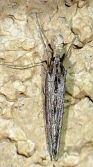 Evergestis angustalis