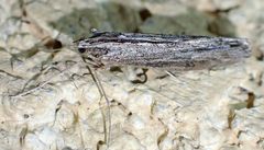 Evergestis angustalis