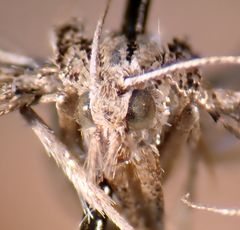 Evergestis angustalis