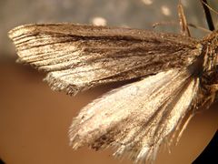 Evergestis angustalis