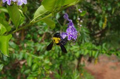 Xylocopa calens