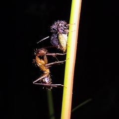 Cyphonia clavigera