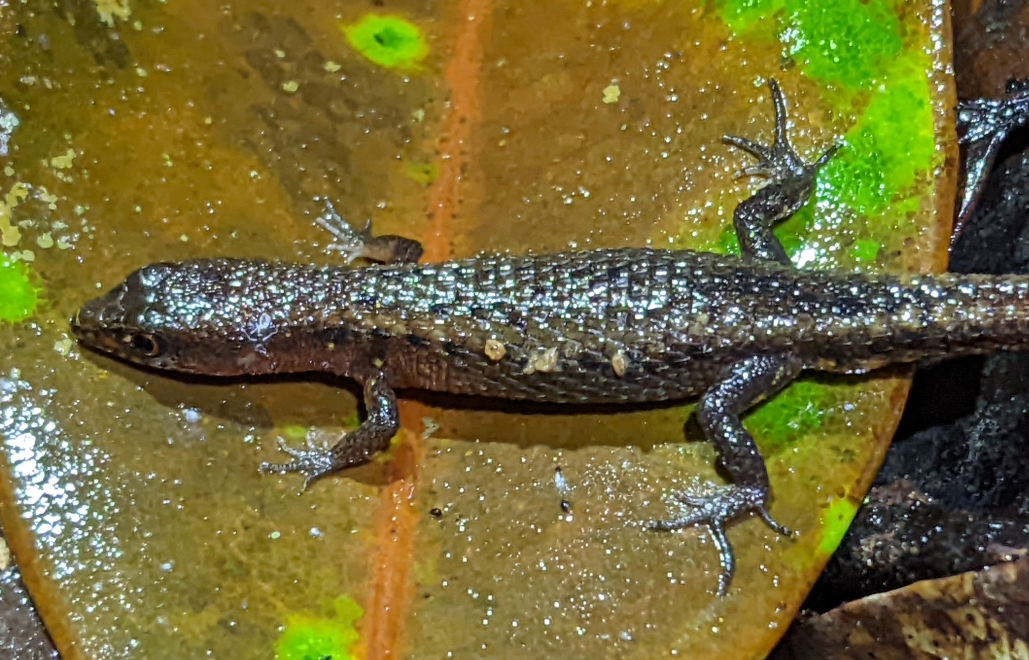 Alopoglossus angulatus (Linnaeus, 1758)