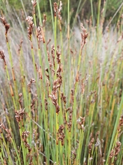 Machaerina juncea
