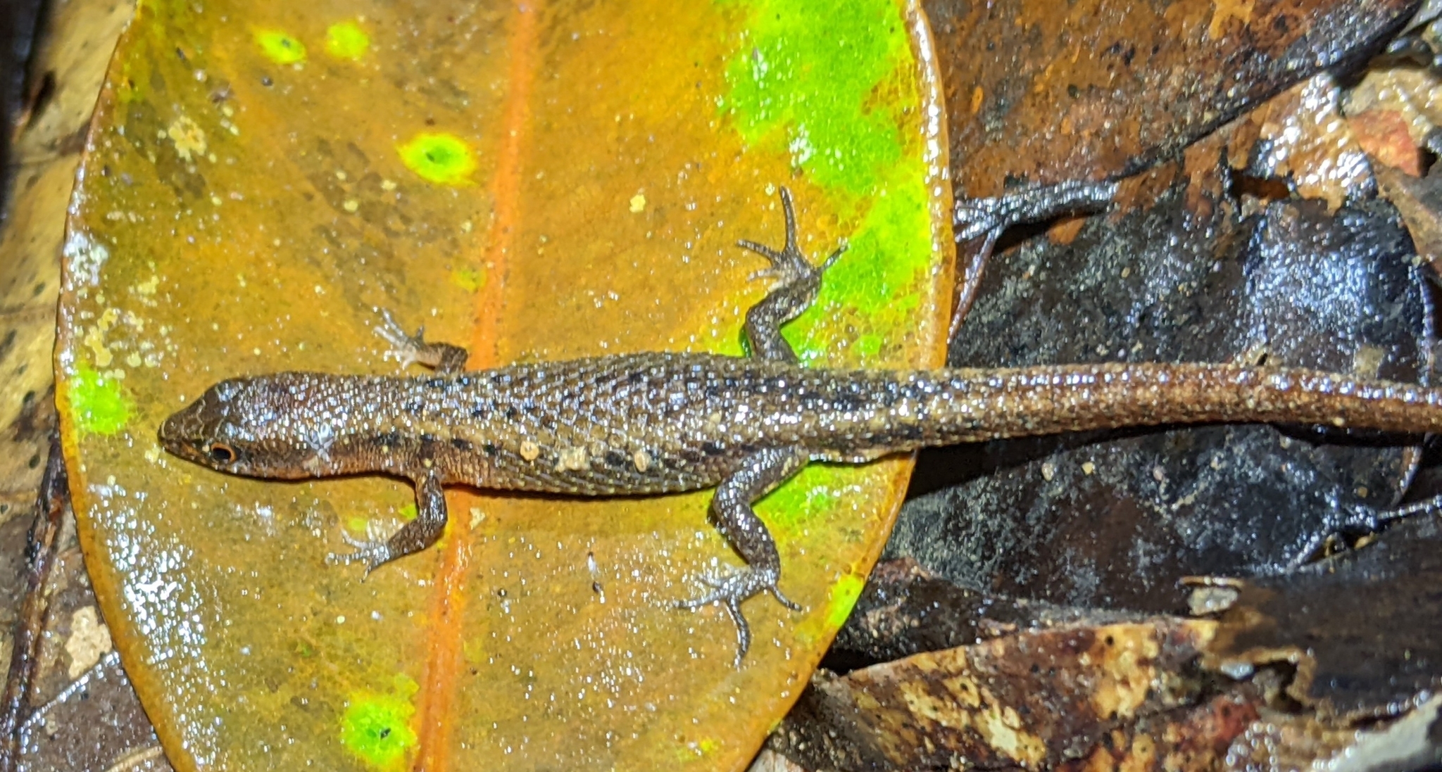 Alopoglossus angulatus (Linnaeus, 1758)
