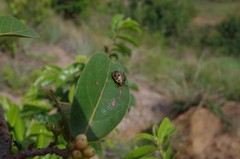 Solenosthedium madagascariensis