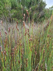 Machaerina juncea