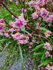 Daphne mezereum