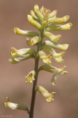 Astragalus asymmetricus