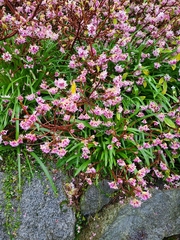 Daphne mezereum