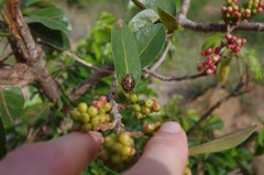 Solenosthedium madagascariensis
