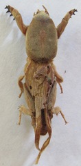 Gryllotalpa gryllotalpa