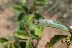 Solenosthedium madagascariensis