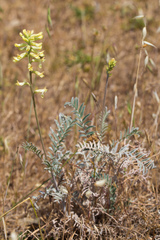 Astragalus asymmetricus