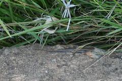 Trachylepis gravenhorstii