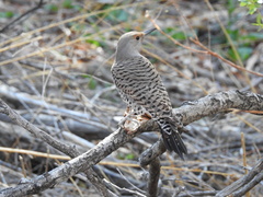 Colaptes auratus collaris