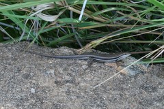 Trachylepis gravenhorstii