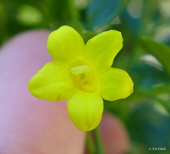 Chrysojasminum humile