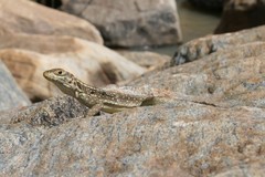 Oplurus quadrimaculatus