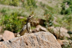 Oplurus quadrimaculatus