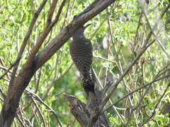 Colaptes auratus collaris