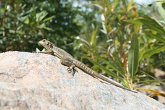 Oplurus quadrimaculatus
