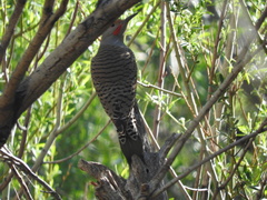 Colaptes auratus collaris