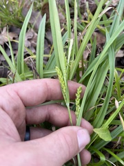 Carex flaccosperma