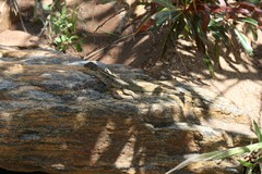 Oplurus quadrimaculatus
