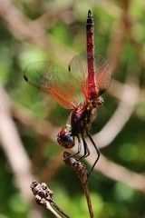 Trithemis selika