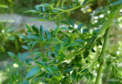 Chrysojasminum humile