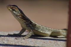 Oplurus quadrimaculatus