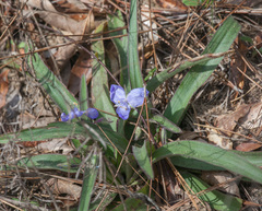 Tradescantia humilis