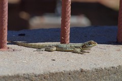 Oplurus quadrimaculatus
