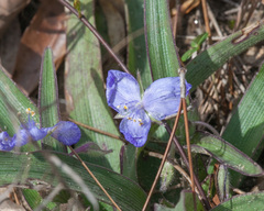 Tradescantia humilis