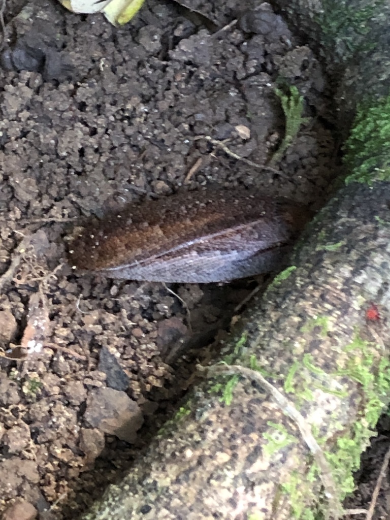 Rhabdoblatta dilatata