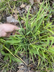 Carex flaccosperma
