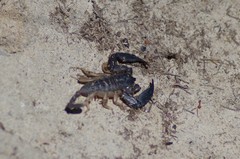Scorpionoidea