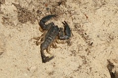 Scorpionoidea