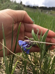 Mertensia oblongifolia