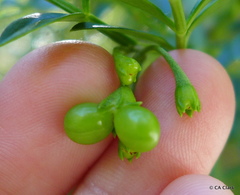Chrysojasminum humile