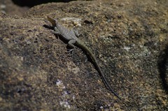 Oplurus quadrimaculatus