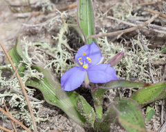 Tradescantia humilis