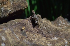 Oplurus quadrimaculatus