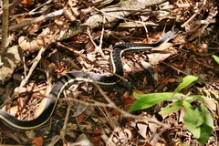 Thamnosophis lateralis