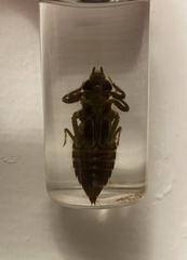 Dromogomphus